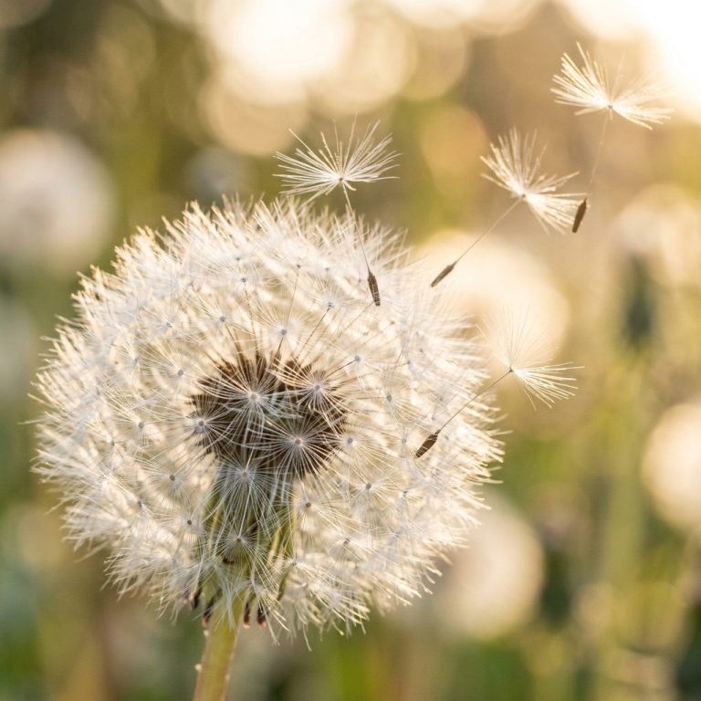 Addressing Random Seed Sensitivity in Feature Selection: A Survey of Methods and Recent Advances (2025–2026)